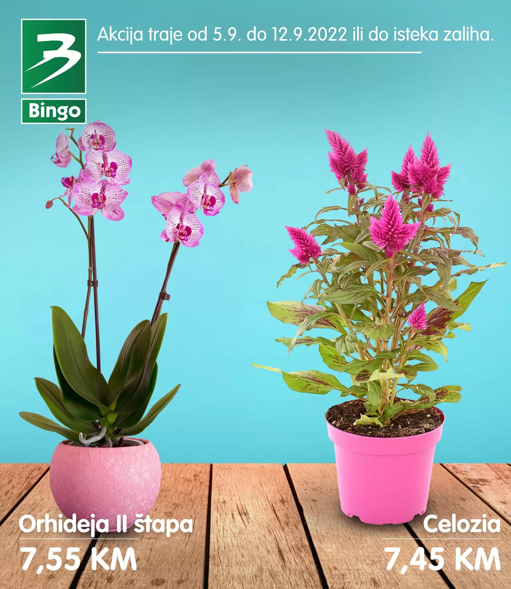 Bingo CVIJEĆE super ponuda - AKCIJA SNIŽENJA 5-12.9.2022.