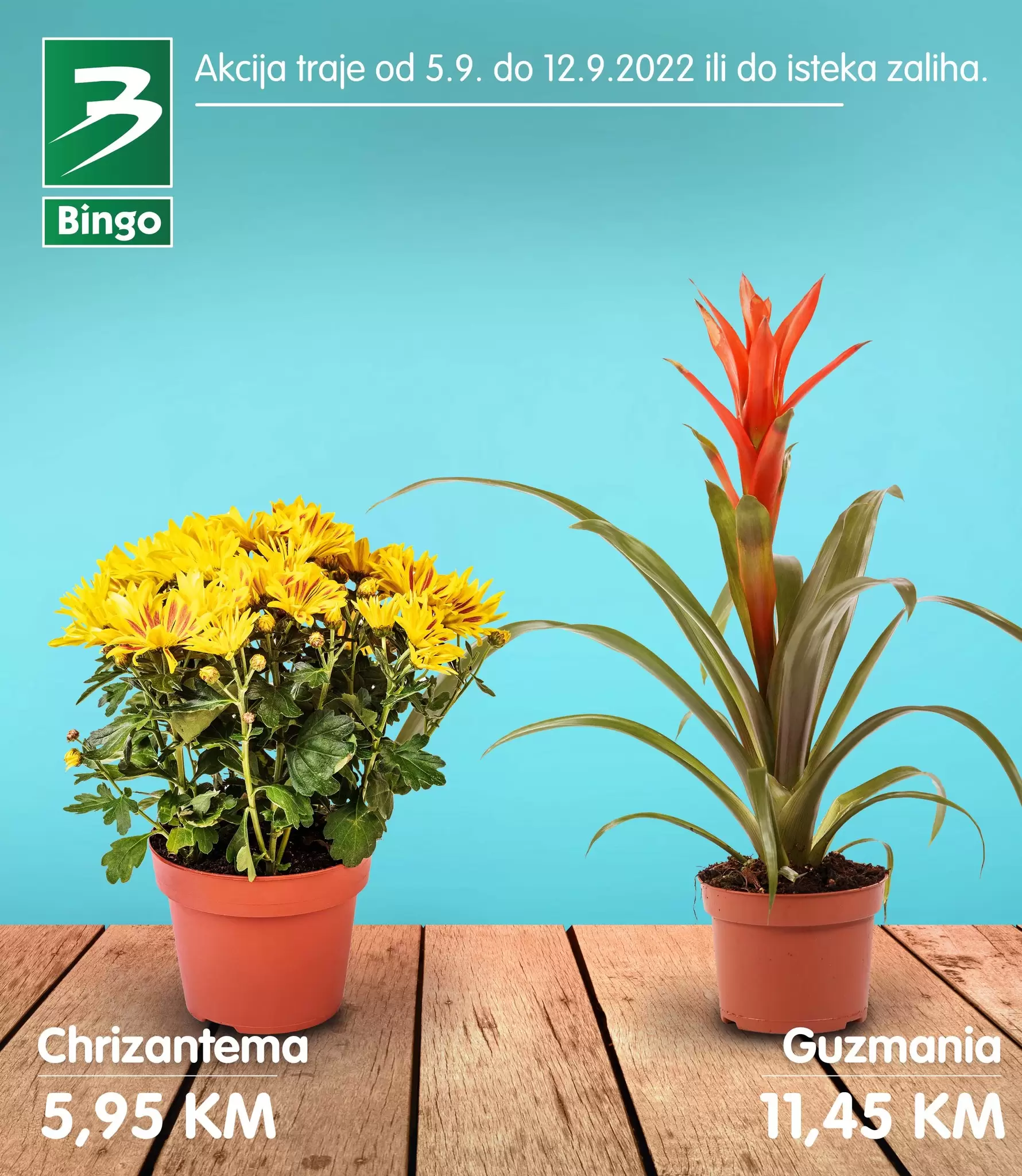 Bingo CVIJEĆE super ponuda - AKCIJA SNIŽENJA 5-12.9.2022.