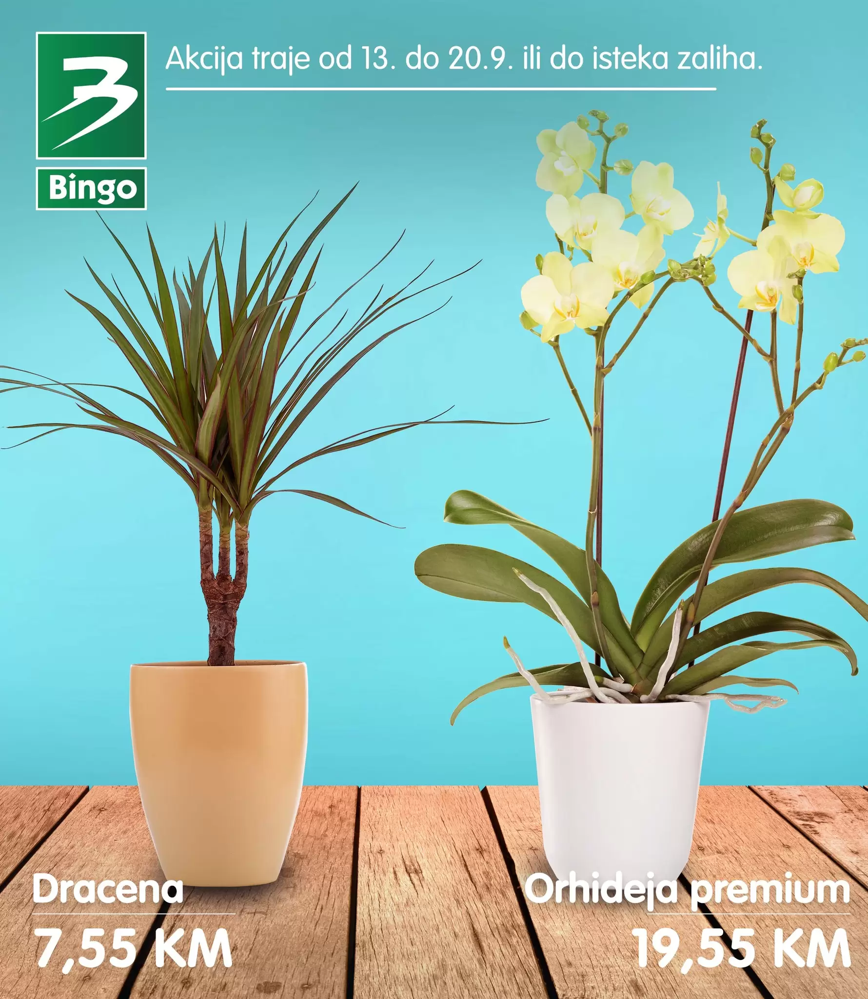 Bingo akcija CVIJECE karalog snizenje do 20.9.2022. 