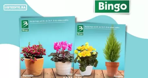 Bingo cvijeće SUPER AKCIJA 20-26.9.2022.
