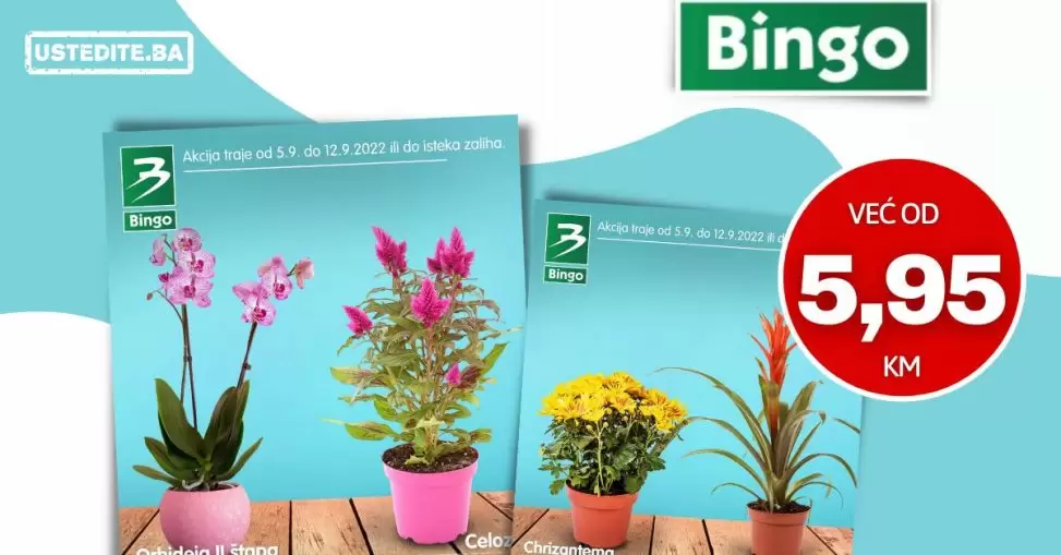 Bingo CVIJEĆE super ponuda - AKCIJA SNIŽENJA 5-12.9.2022.