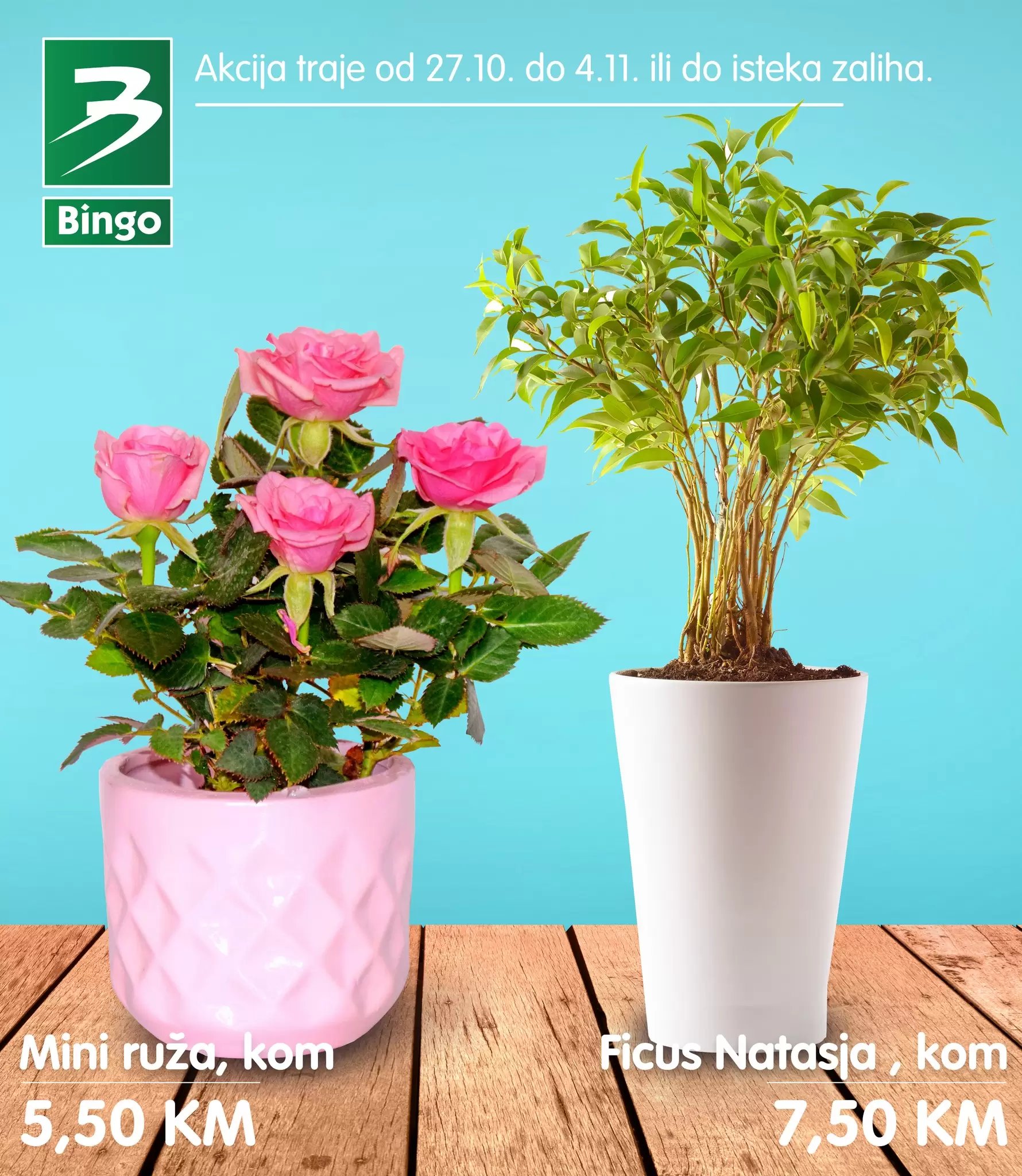 Bingo akcija CVIJEĆE • MINI RUŽA 5,50 KM - katalog 27.10-4.11.2022.