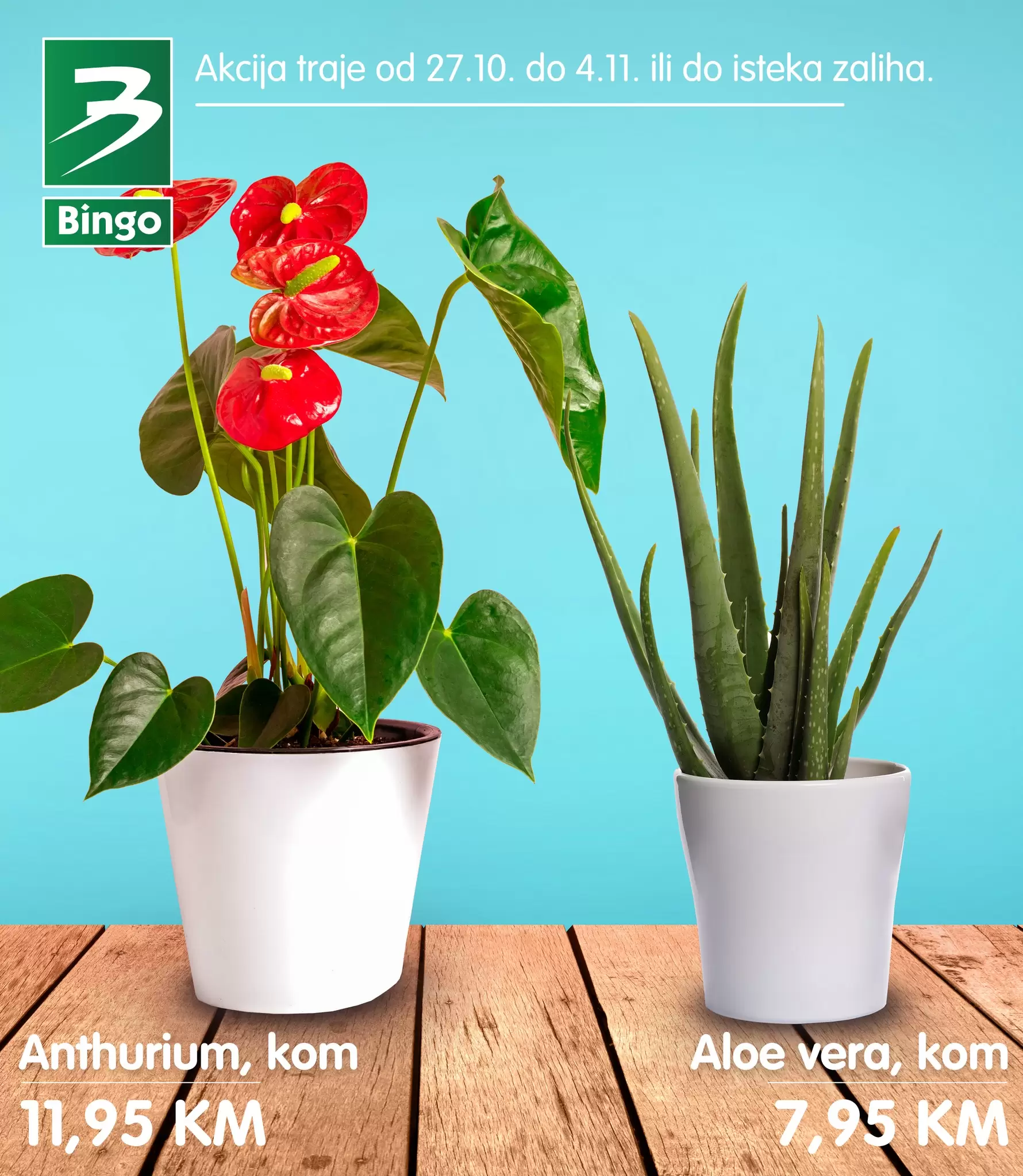 Bingo akcija CVIJEĆE • MINI RUŽA 5,50 KM - katalog 27.10-4.11.2022.