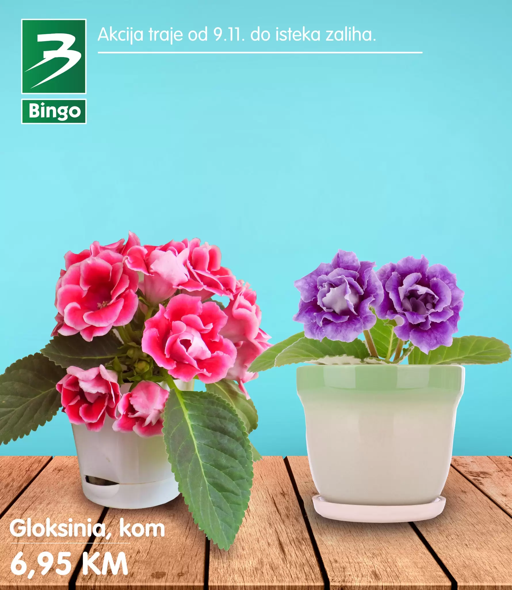 Bingo akcija cvijece do isteka zaliha!