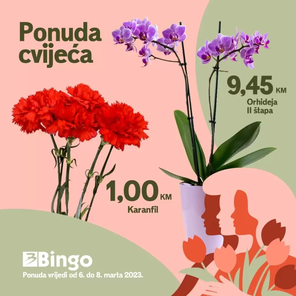 Bingo akcijska ponuda CVIJEĆA 6-8.3.2023. Karanfili i Orhideje su snižene!