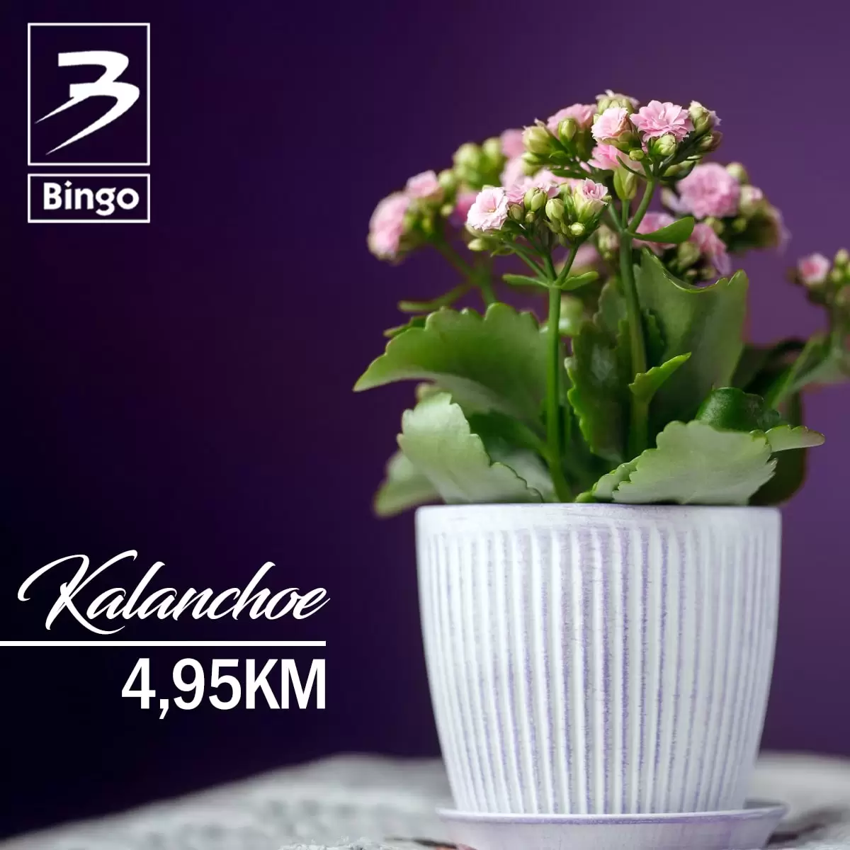 Bingo SUPER PONUDA CVIJEĆA