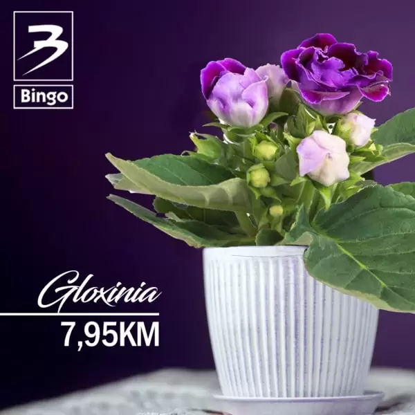 Bingo SUPER PONUDA CVIJEĆA