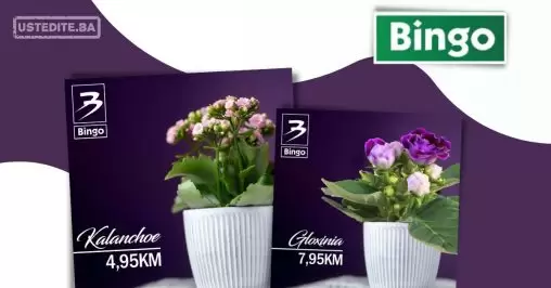 Bingo SUPER PONUDA CVIJEĆA