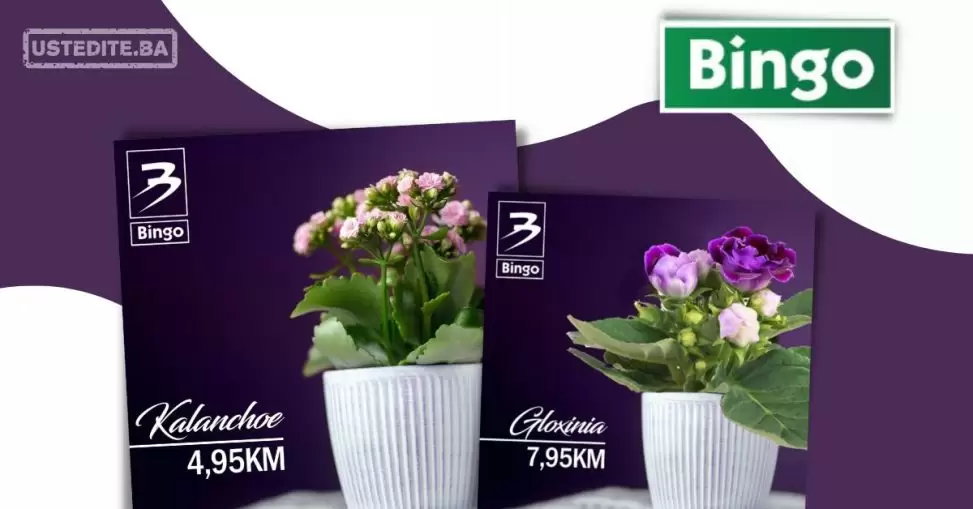 Bingo SUPER PONUDA CVIJEĆA