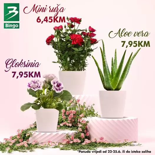 Bingo AKCIJA ⇢CVIJEĆE 22-25.6.2023.