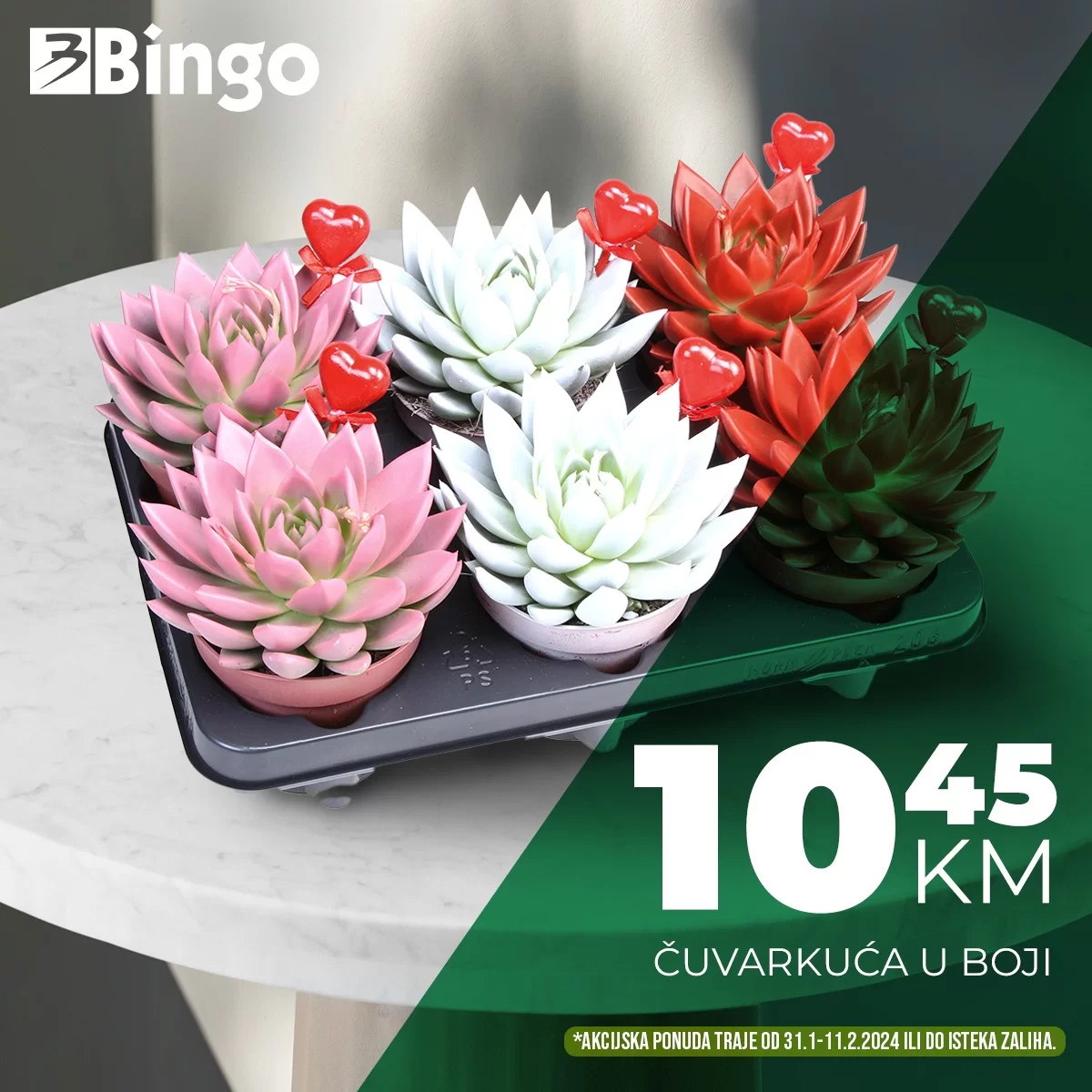 Bingo akcija CVIJEĆE - sniženje do 11.2.2024.