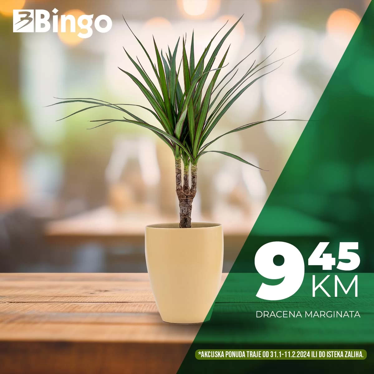 Bingo akcija CVIJEĆE - sniženje do 11.2.2024.