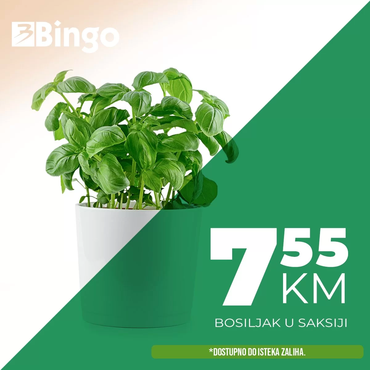 Bingo začinsko bilje