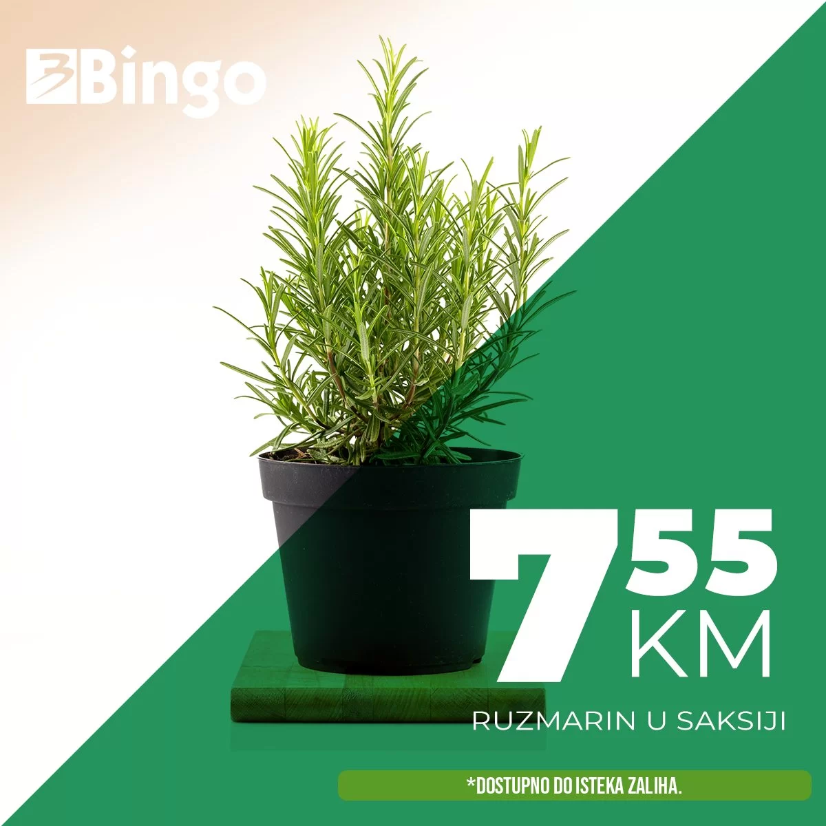 Bingo začinsko bilje