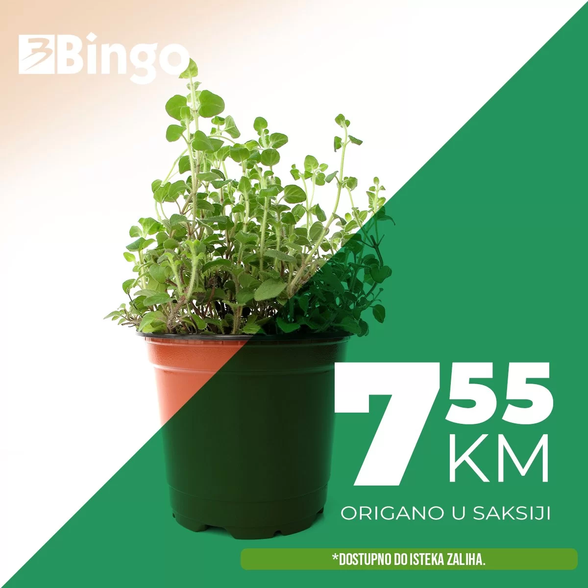 Bingo začinsko bilje