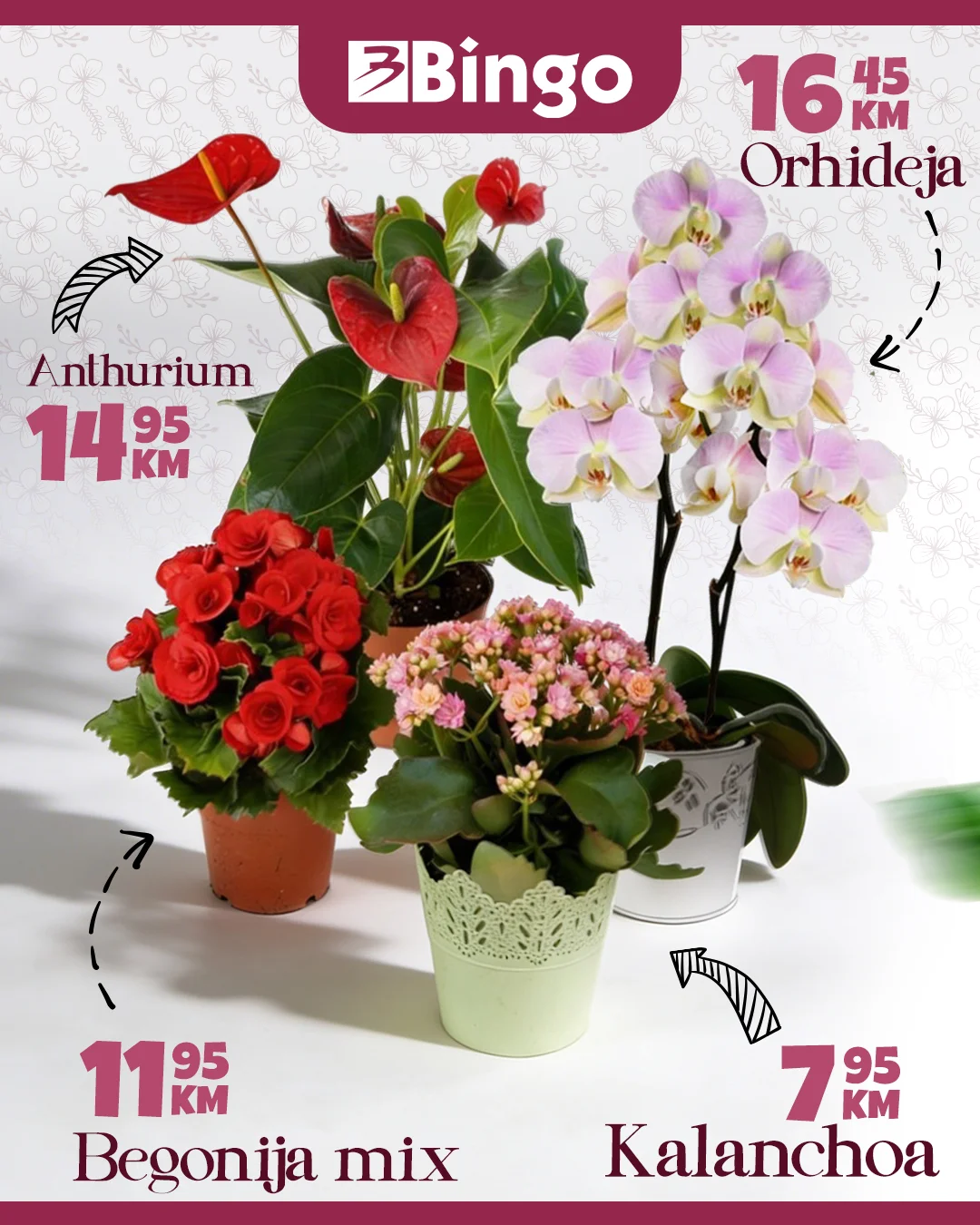Bingo 8. mart super akcija cvijeca 