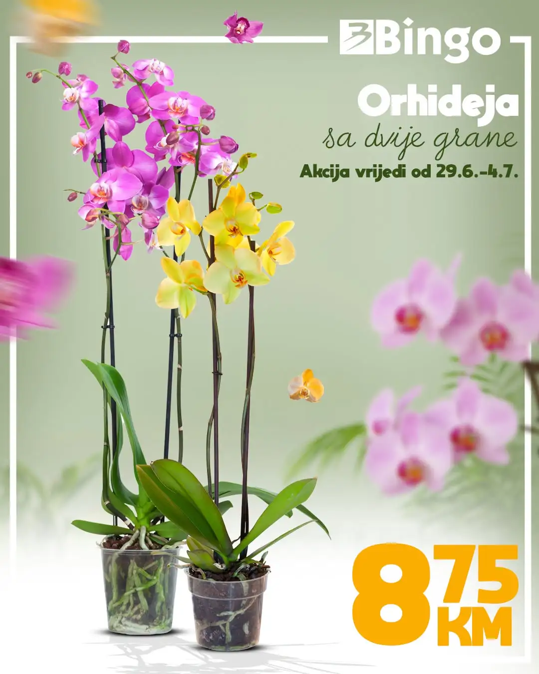 Bingo akcija ORHIDEJE 29.6-4.7.2026. - str. 1